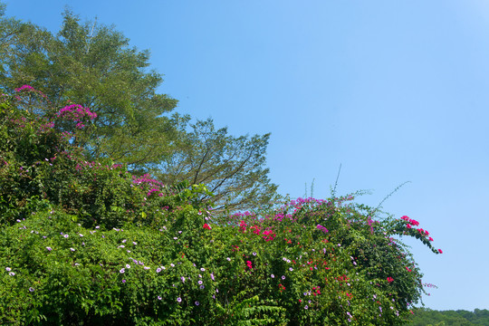 红花绿树蓝天