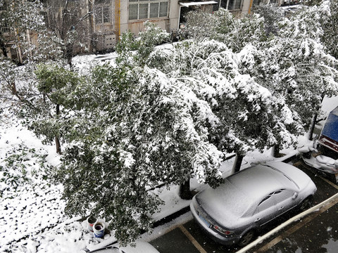 雪景