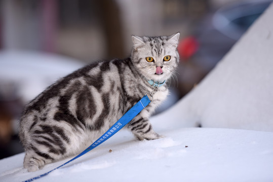 雪中的宠物猫