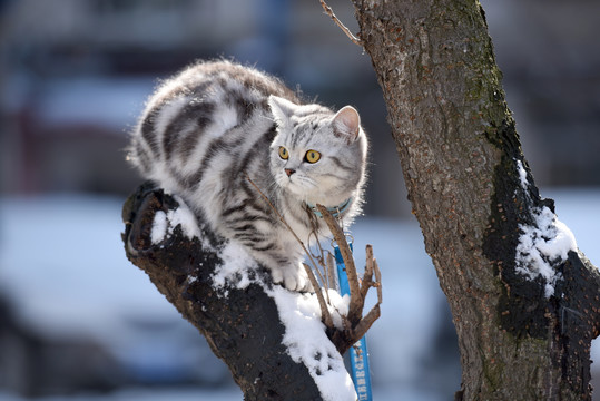 雪中的宠物猫