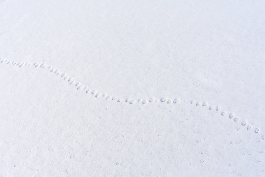 雪地高清图