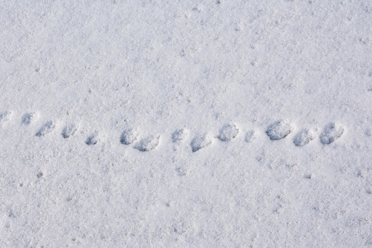 雪地动物足迹