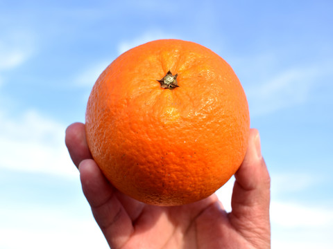 橙子高清图