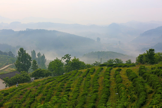 茶园晨雾秋景