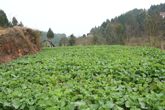 油菜田