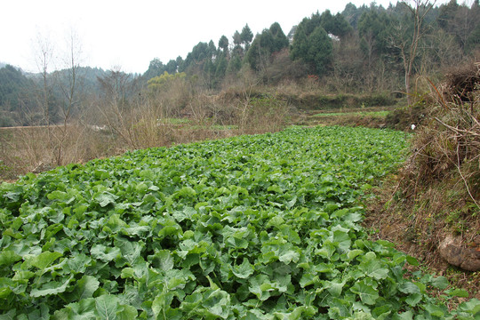 油菜田