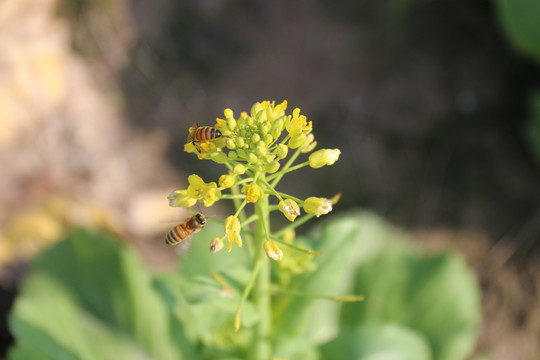 油菜花