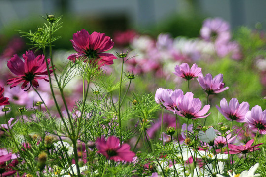 格桑花