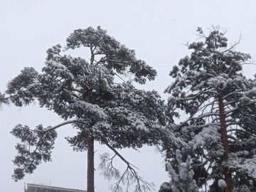 风雪美人松