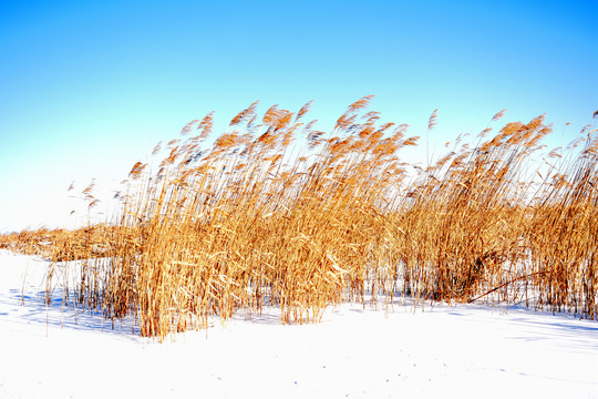 雪域蓝天