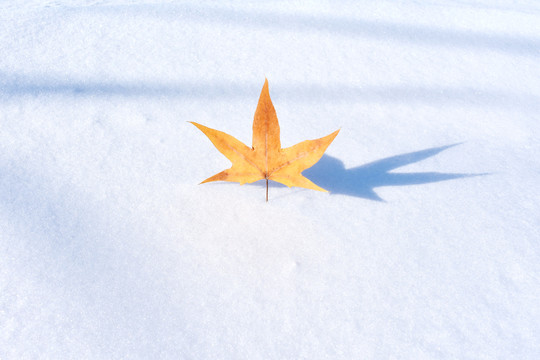雪地上的一片枫叶