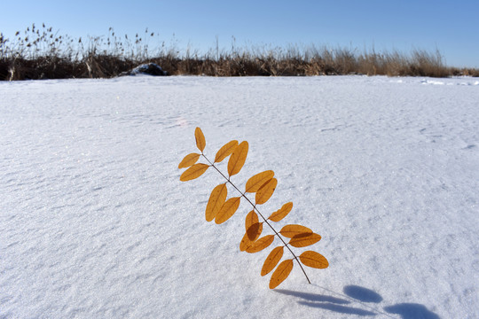 冰天雪地