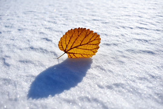 雪地上的一片孤叶