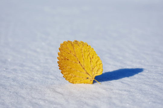 雪地上的一片树叶