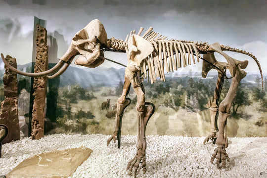 猛犸象骨架长毛象化石