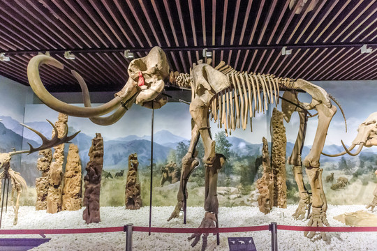猛犸象骨架长毛象化石