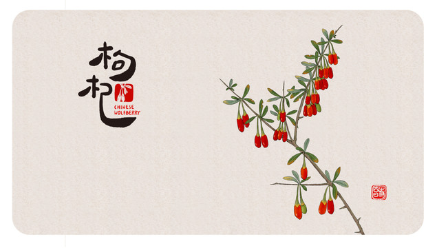 枸杞插圖