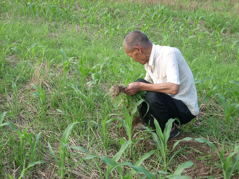 人工除草