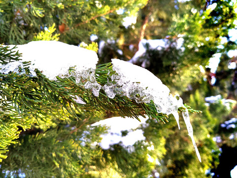 雪压松枝