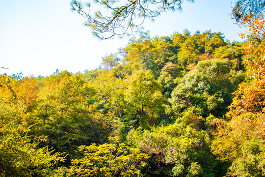 山顶秋景