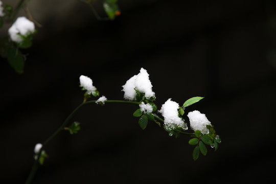 济南大明湖畔雪中情