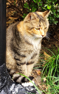 小野猫特写