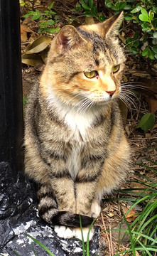 小野猫特写