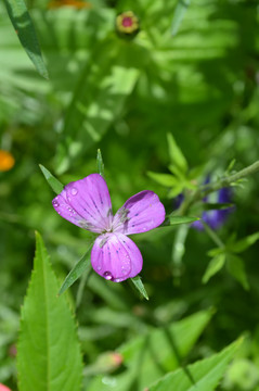 小紫花