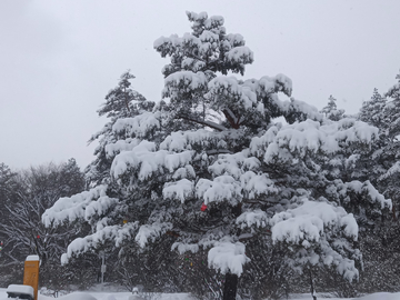 风雪美人松