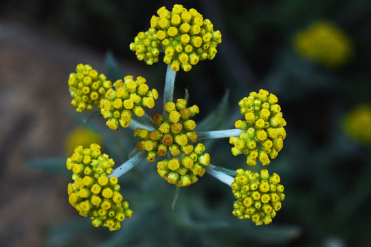 棉花草的花