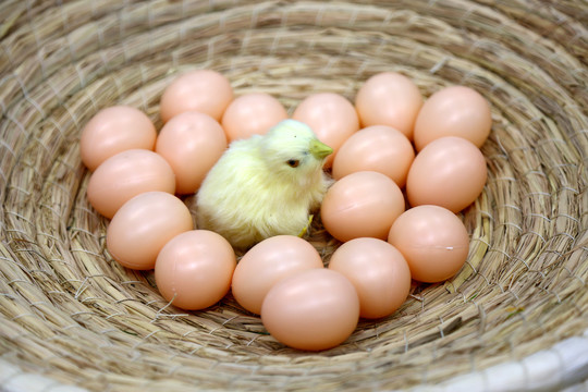 一窝鸡蛋