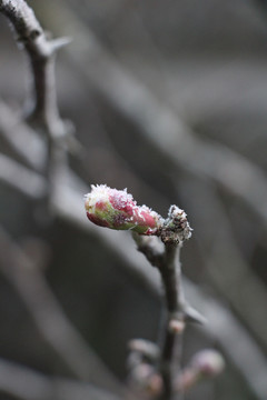 贴梗海棠花