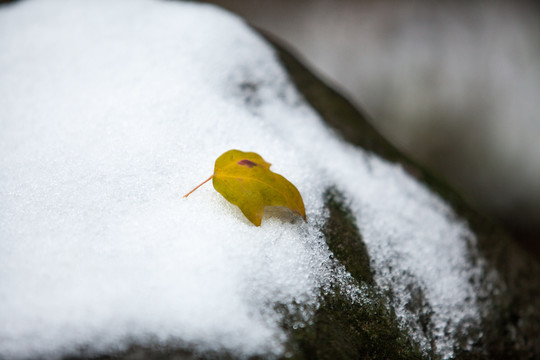 雪地上的树叶