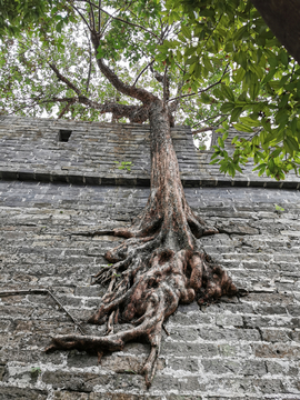 城墙上的古树 树根