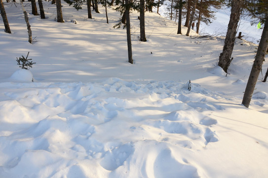 雪乡大雪谷森林