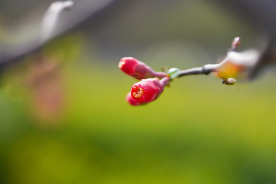 海棠花蕾