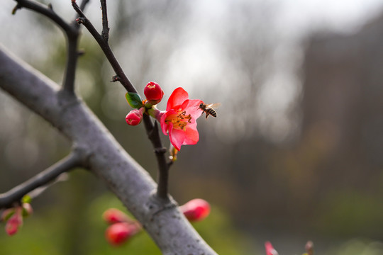 海棠花