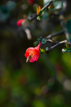 蜜蜂与海棠