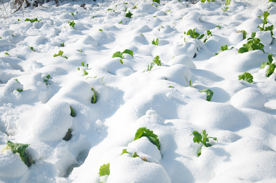 雪地白菜