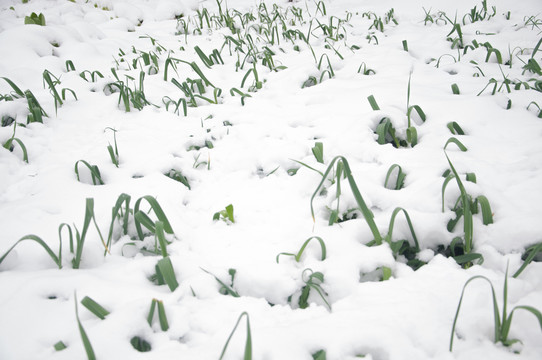 雪地蒜苗