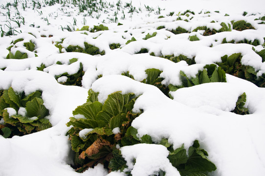 雪地白菜