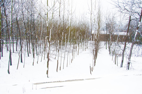 乡村雪景