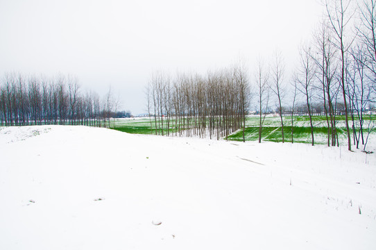 乡村雪景