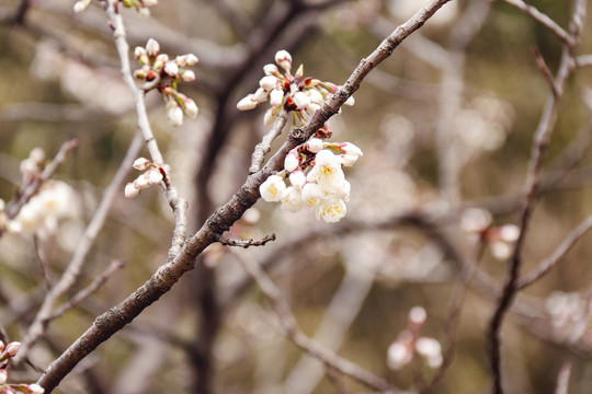 樱桃花