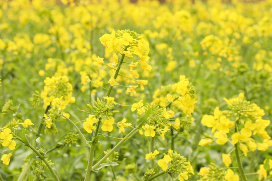 油菜花