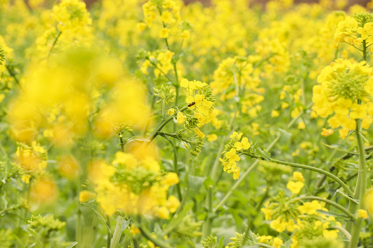 油菜花