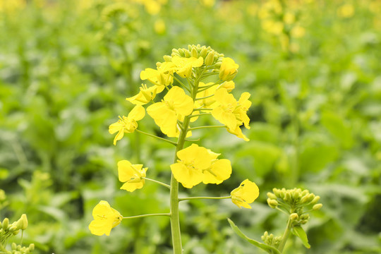 油菜花