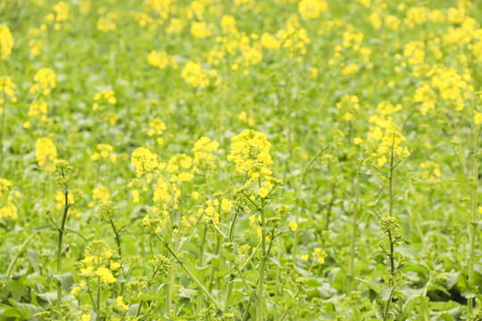 油菜花開(kāi)