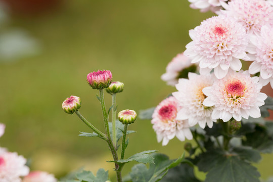 了美丽的菊花