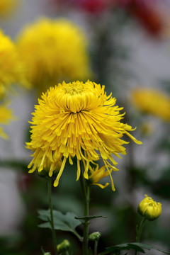 绽放的黄色菊花